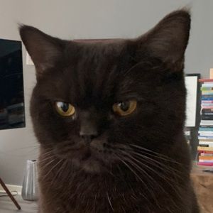 Meet your Posher, Stella